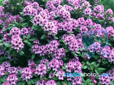 Rhododendron,flowers Stock Photo