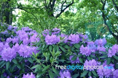 Rhododendron,flowers Stock Photo