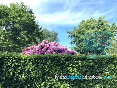 Rhododendron,flowers Stock Photo