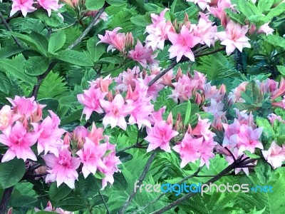 Rhododendron,flowers Stock Photo