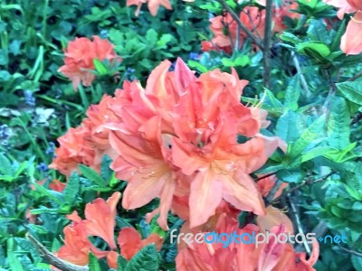 Rhododendron,flowers Stock Photo