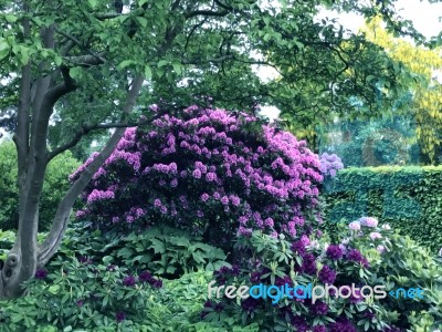 Rhododendron,flowers Stock Photo