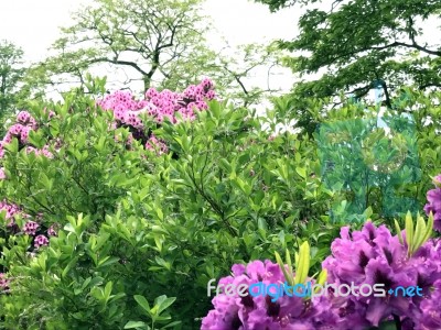 Rhododendron,flowers Stock Photo