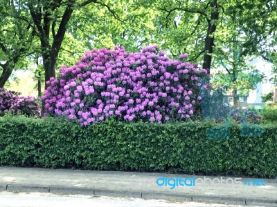 Rhododendron,flowers Stock Photo