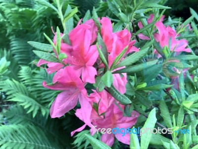 Rhododendron,flowers Stock Photo