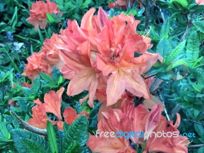 Rhododendron,flowers Stock Photo