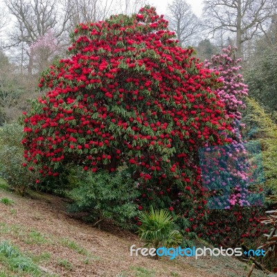 Rhododendrons In Flower Stock Photo