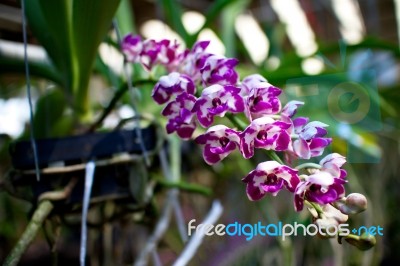 Rhynchostylis Gigantea Orchid Flowers Stock Photo