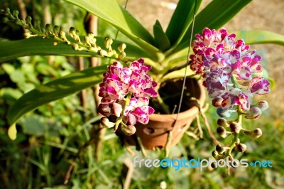 Rhynchostylis Gigantea Orchid Flowers Stock Photo