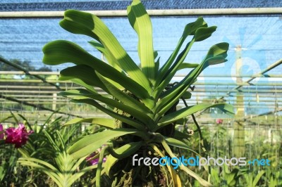 Rhynchostylis Gigantea Orchid Plant Stock Photo