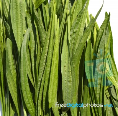 Ribwort Plantain Stock Photo