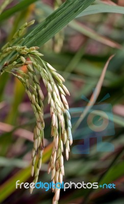 Rice Stock Photo