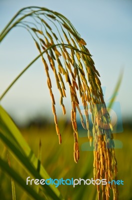 Rice Stock Photo