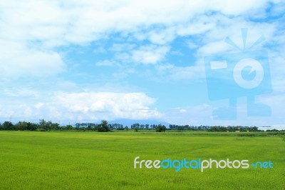 Rice And Sky Stock Photo