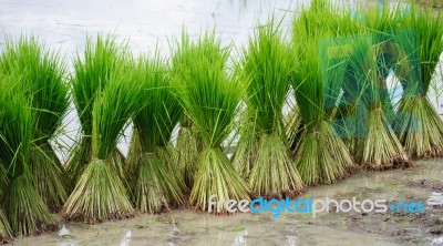 Rice Bundle Stock Photo