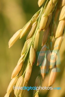 Rice Ear Stock Photo