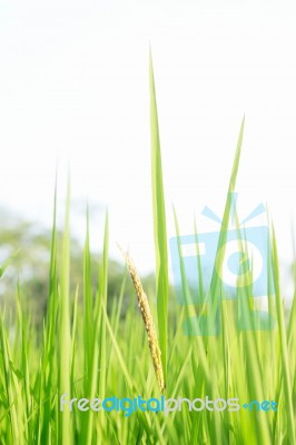 Rice Ears Growing At Sky Stock Photo