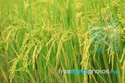 Rice Farm Stock Photo