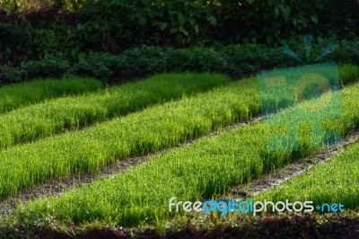 Rice Farming Of Farmer Stock Photo