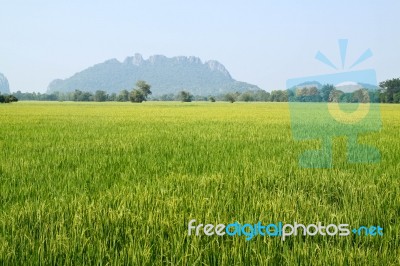 Rice Field Stock Photo