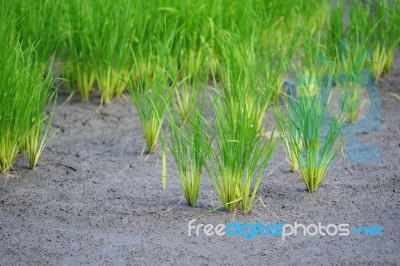 Rice Field Stock Photo