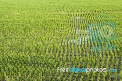 Rice Field Stock Photo