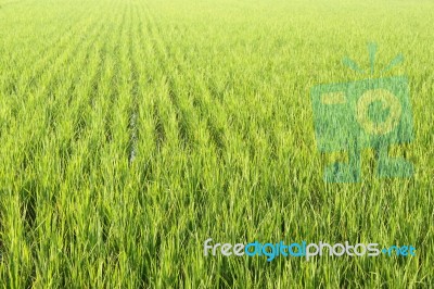 Rice Field Stock Photo