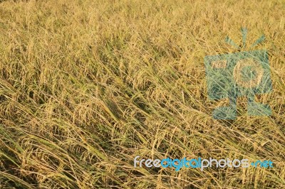 Rice Field Stock Photo