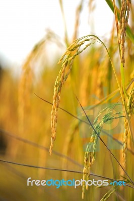 Rice Field Stock Photo