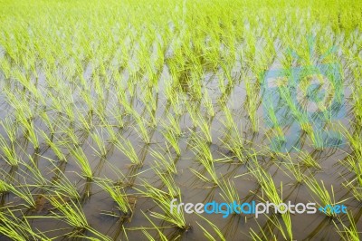 Rice Field Stock Photo