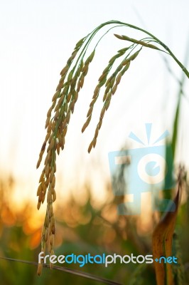 Rice Field Stock Photo