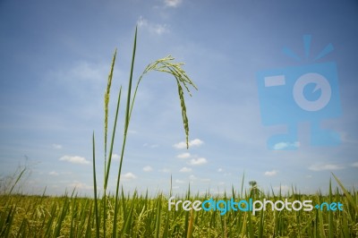 Rice Field  Stock Photo