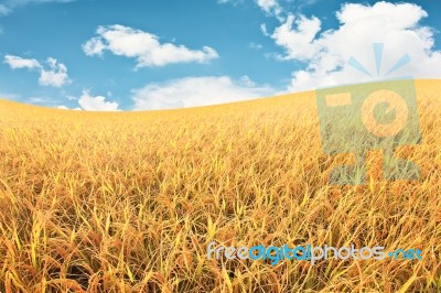 Rice Field Stock Photo