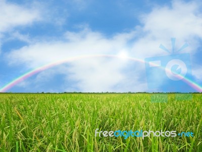 Rice Field Stock Photo