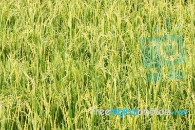 Rice Field Stock Photo