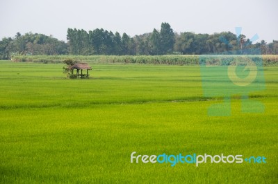 Rice Field Stock Photo