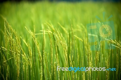 Rice Field Stock Photo