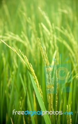 Rice Field Stock Photo