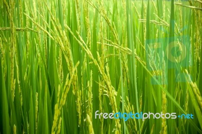 Rice Field Stock Photo