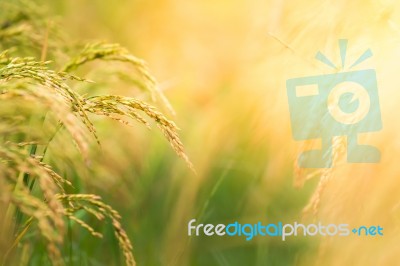 Rice Field Stock Photo