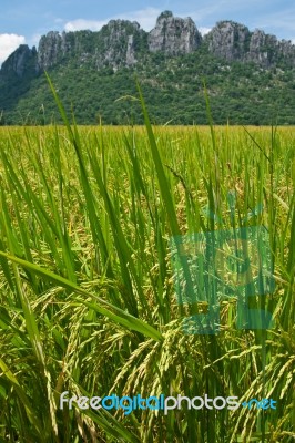 Rice Field Stock Photo