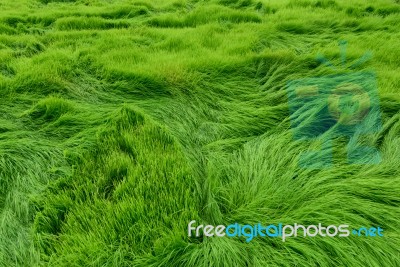 Rice Field Stock Photo