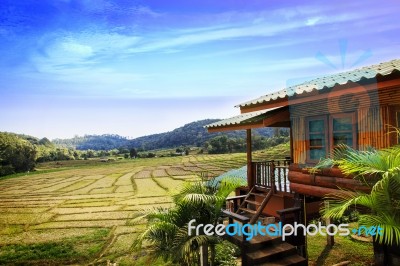 Rice Field Stock Photo