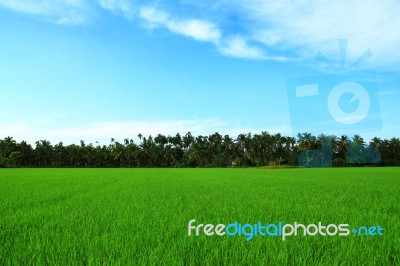 Rice Field And Blue Sky Stock Photo