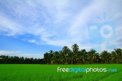 Rice Field And Blue Sky Stock Photo