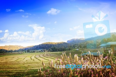 Rice Field And Mountain Stock Photo