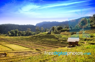 Rice Field And Mountain View Stock Photo