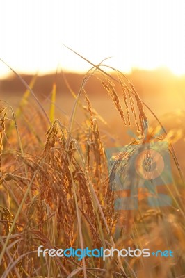 Rice Field Background Stock Photo