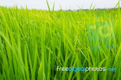 Rice Field Close Up Stock Photo