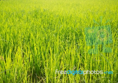 Rice Field Green Grass With Sun Shine Stock Photo